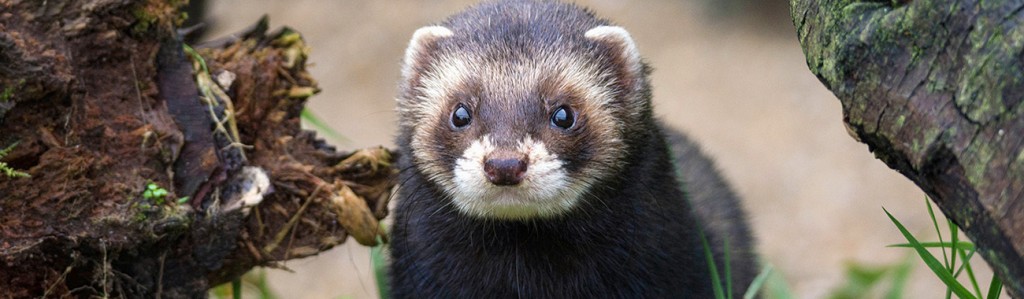 Polecat